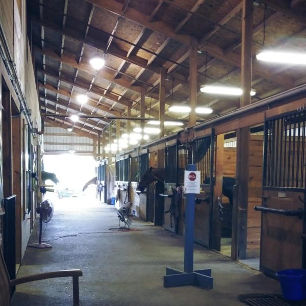 Special Equestrians