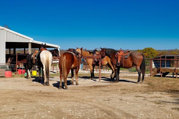 S & S Stables