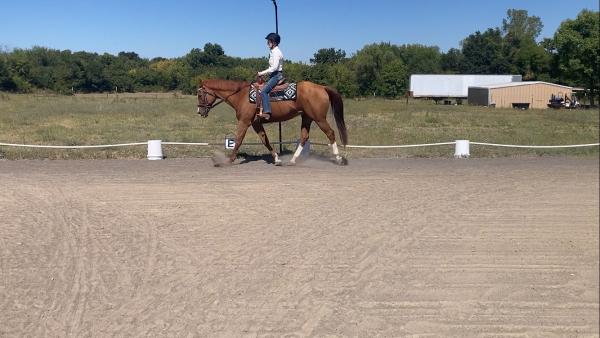 Texas Equine Education & Horsemanship