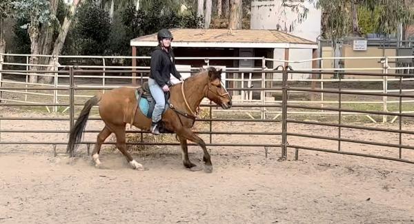 United Mustangs of America