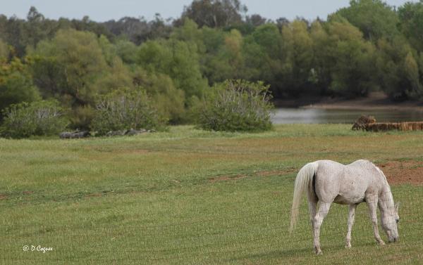 Arabian Star Equestrian Center