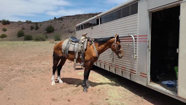 AFA Riding Center & Sporthorses