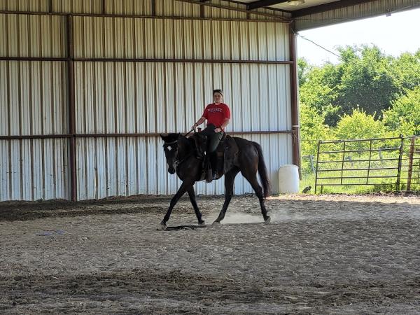 AFA Riding Center & Sporthorses