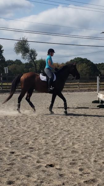 Sauer's Riding School