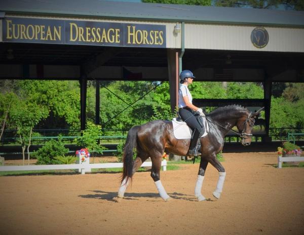 European Dressage Horses