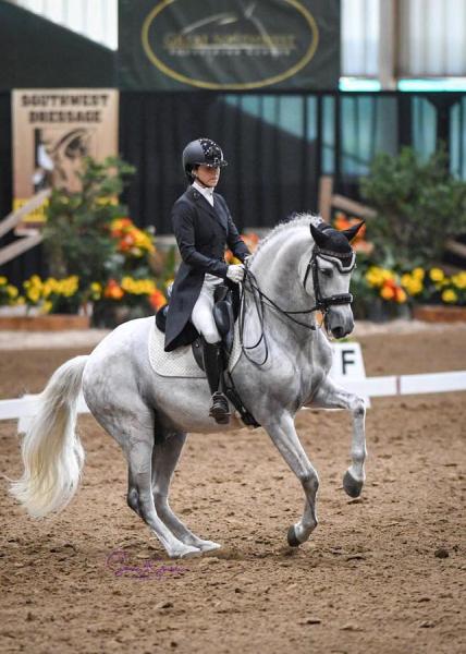 European Dressage Horses