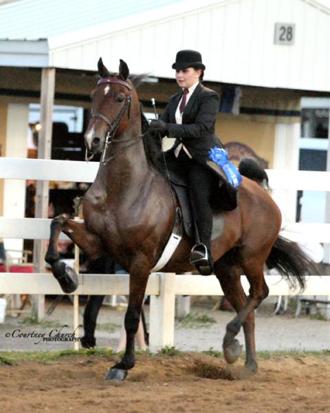 Vantage Point Stables