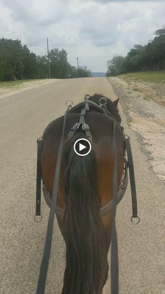 Kinected Horsemanship Horse Training & Riding Lessons