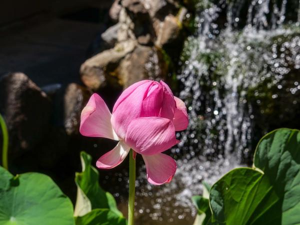 Lotus Garden Meditation Center