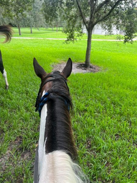 A&A Adventure Horse Trail Rides