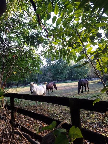 Vintage Oaks Horse Farm