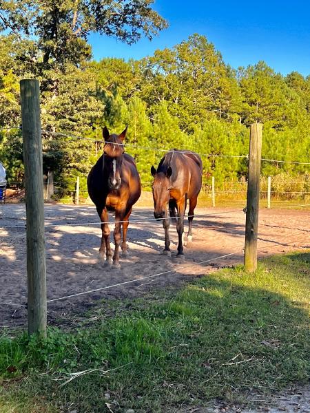 Sonshine Equine Horsemanship