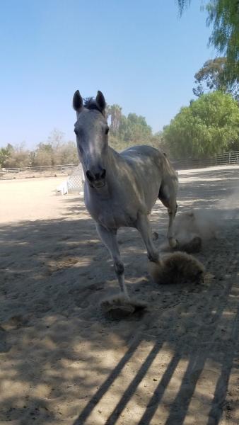 Bell Farms Stables