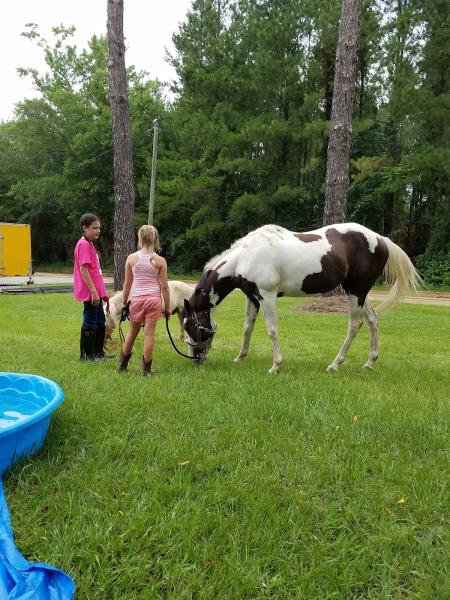 Horses For Healing L.l.c.