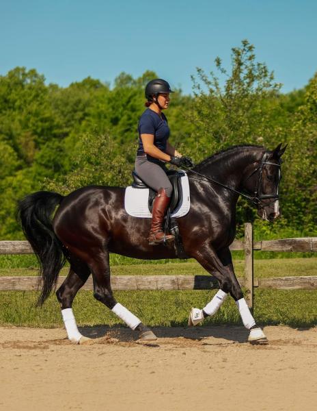 DB Sport Horses LLC
