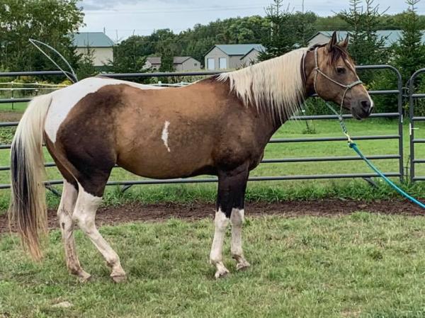 Door County Horsemanship LLC