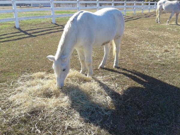 Ballyshannon Equestrian Center