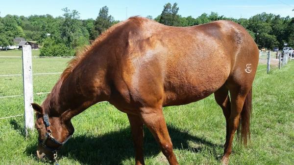 Northwoods Stables