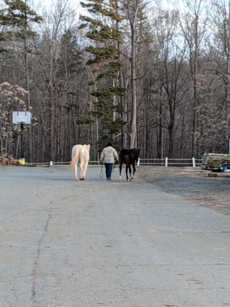 Northwoods Stables