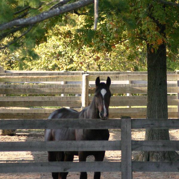 Darby Creek Horse Farm LLC