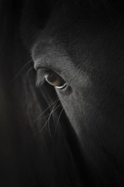 Hands On Horse Training