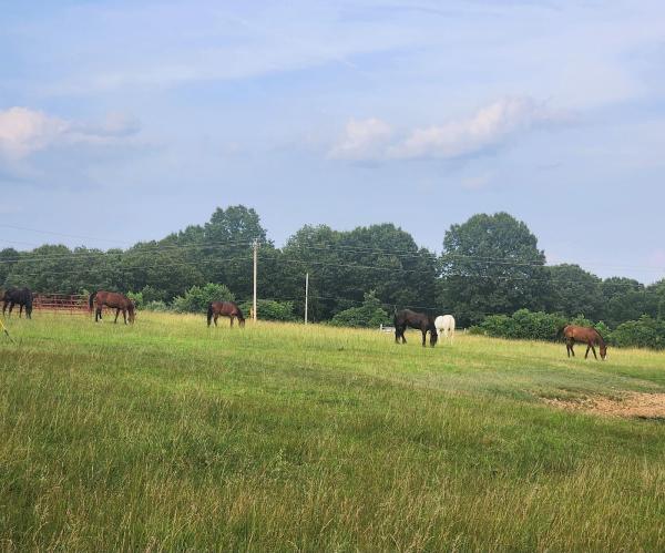 Sleepy Hollow Stables LLC