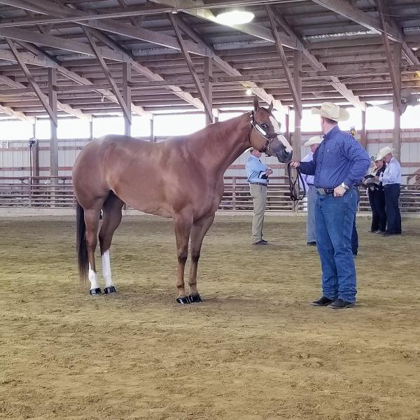 Seth Davis Show Horses