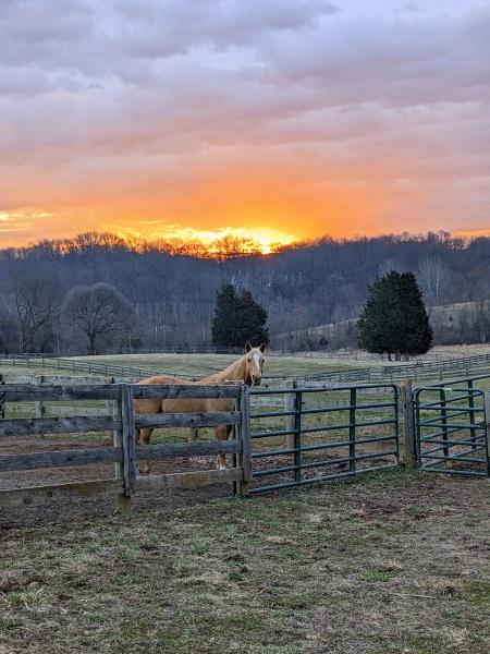 Happy Hiccups Equestrian LLC