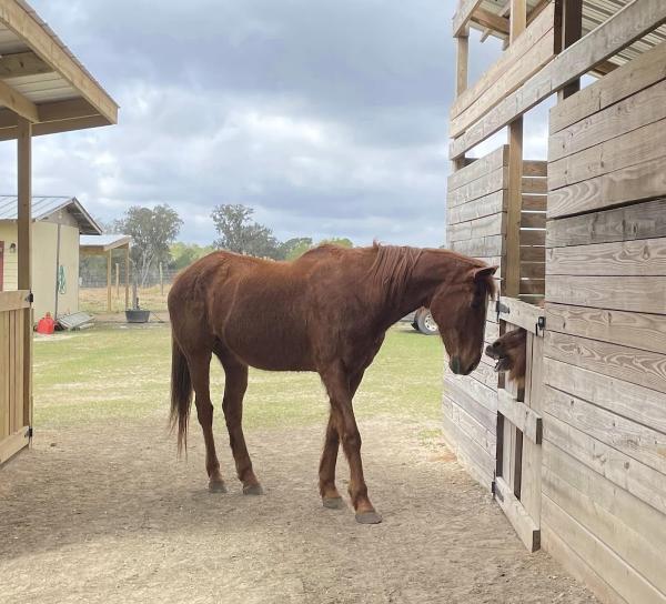 Angel of God Equine Sanctuary Inc.