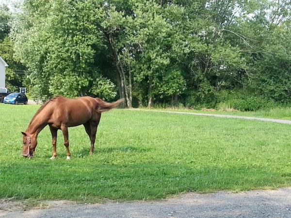 Casey's Equestrian Center