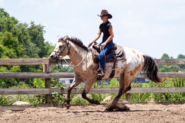 Chris Boyer Horsemanship Training