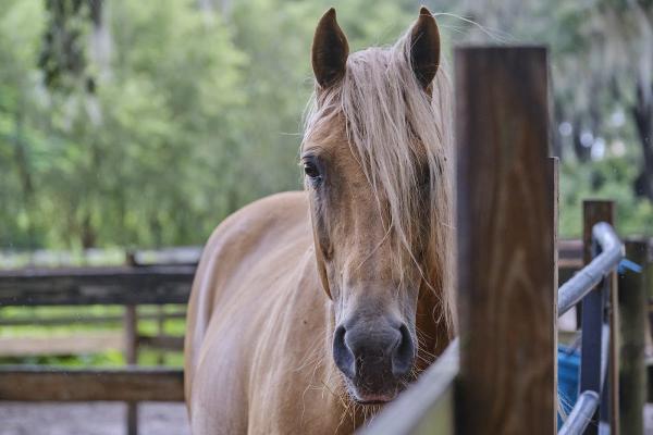 Chris Boyer Horsemanship Training