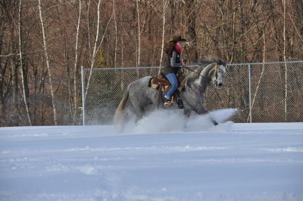 AW Perfomance Horses