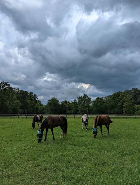 Dovetail Farm Horse Boarding