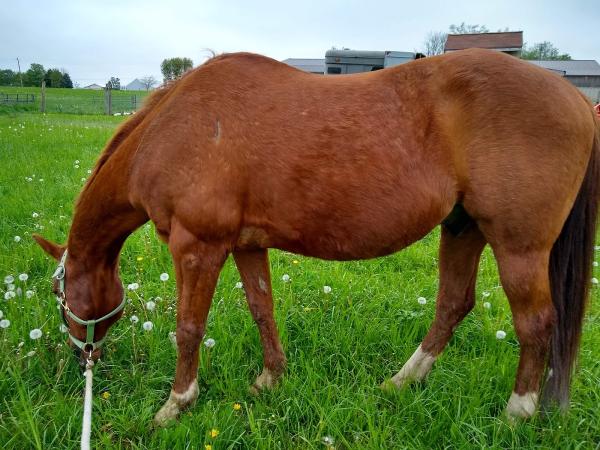 Shallow Hill Equestrian Center LLC