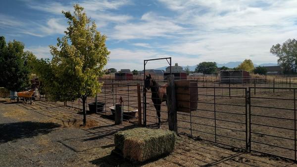 R Sharp Acres Horse Boarding and Riding Equestrian Heaven