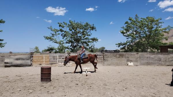 R Sharp Acres Horse Boarding and Riding Equestrian Heaven