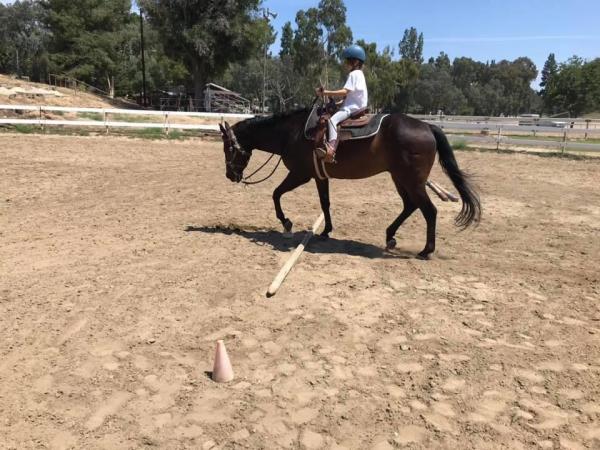 Kelly Saldivar Performance Horses