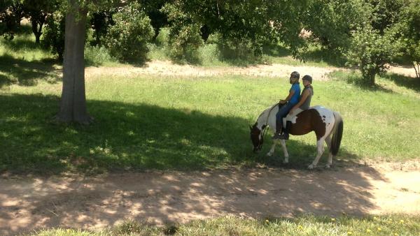 Apollo Equestrian at CW Farms