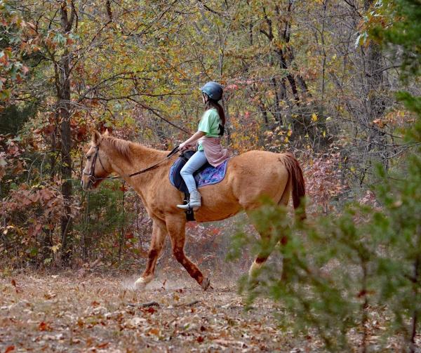 Faulkner Farm TN