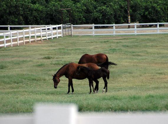 The Cole Ranch CA Thoroughbred Farm