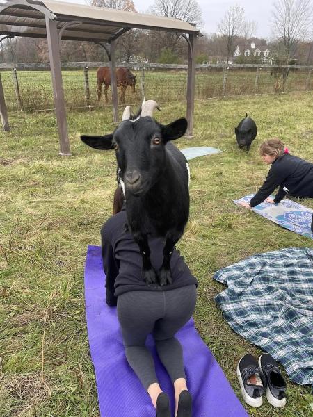 The Goat Yoga