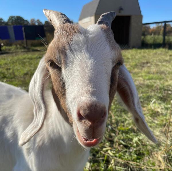 The Goat Yoga