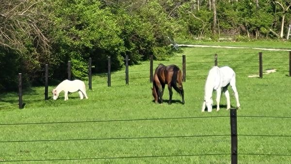 Impact Performance Horses