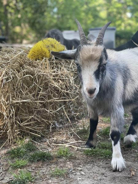 GGA Dwarf Goat Yoga