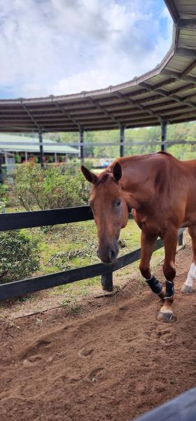 Daniel F. Geitner Stables