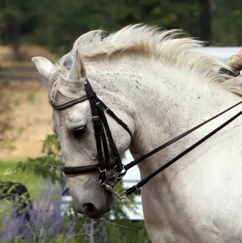 Spokane Dressage Llc