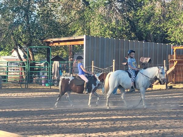 Lazy B Equine Lessons and Education