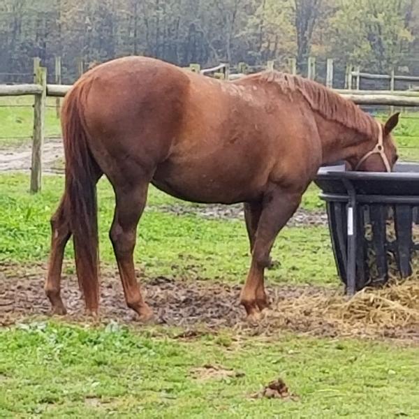 Springerle Stables