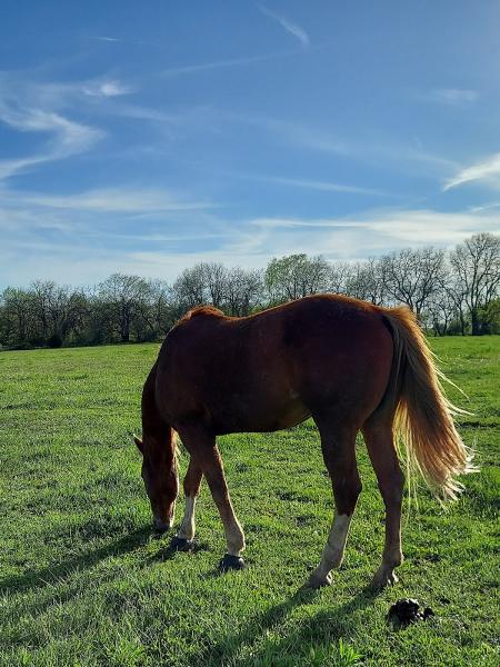 Freedom Hill Stables